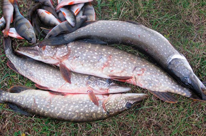 Putting on a pike with your own hands: how to do it, fishing
