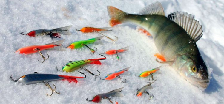 Rating of balancers for perch, the best winter balancers