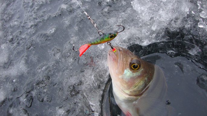 Rating of balancers for perch, the best winter balancers