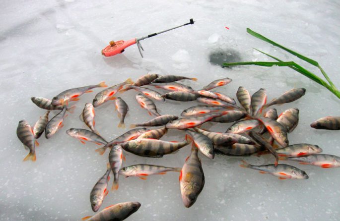 Rating of balancers for perch, the best winter balancers