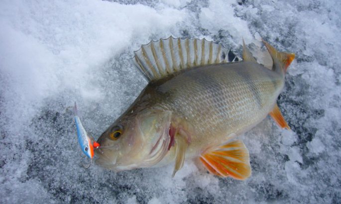 Rating of balancers for perch, the best winter balancers