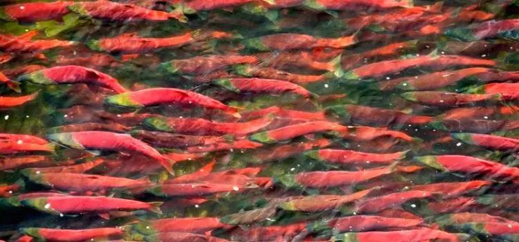 Red fish: species with photos and names, features, habitat