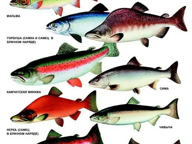 Red fish: species with photos and names, features, habitat