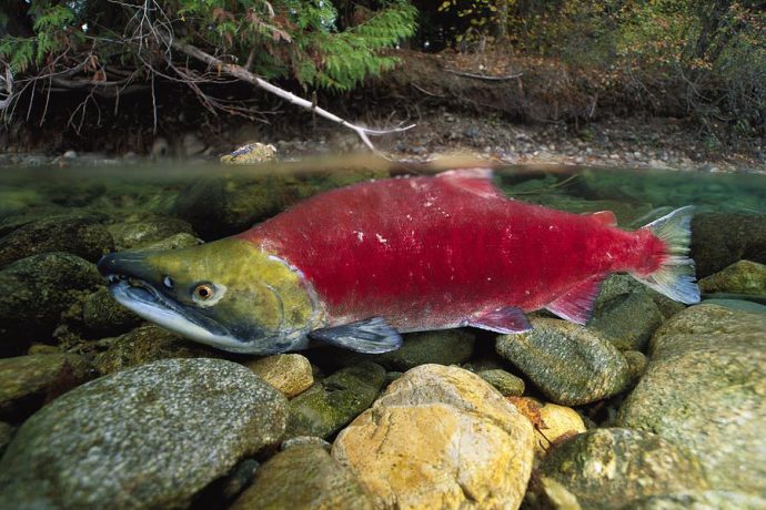 Red fish: species with photos and names, features, habitat