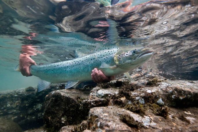 Red fish: species with photos and names, features, habitat