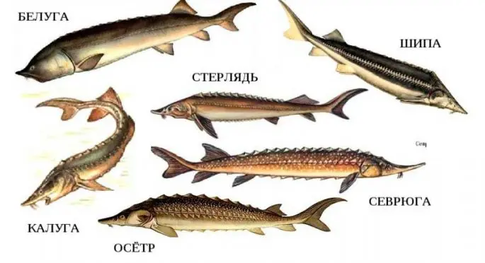 Red fish: species with photos and names, features, habitat