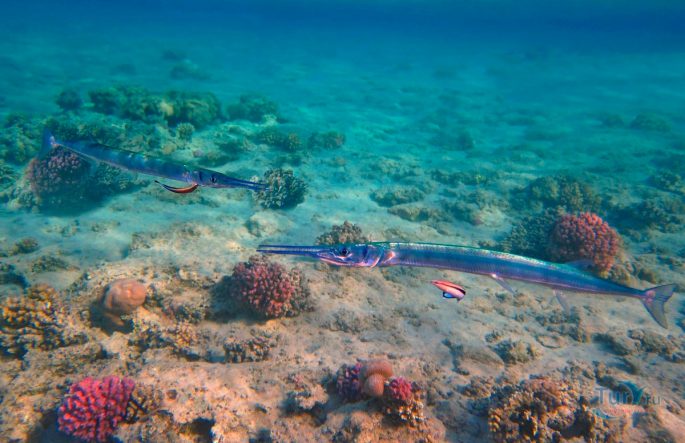Red Sea fish: description with names and photos, poisonous