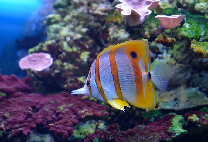 Red Sea fish: description with names and photos, poisonous