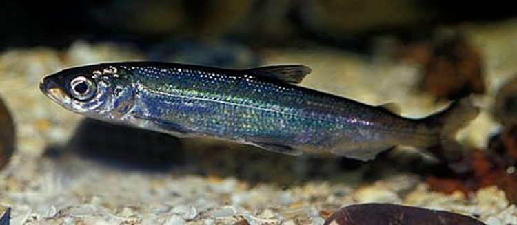 Ikan ripus: deskripsi, habitat, pemancingan, resep masakan