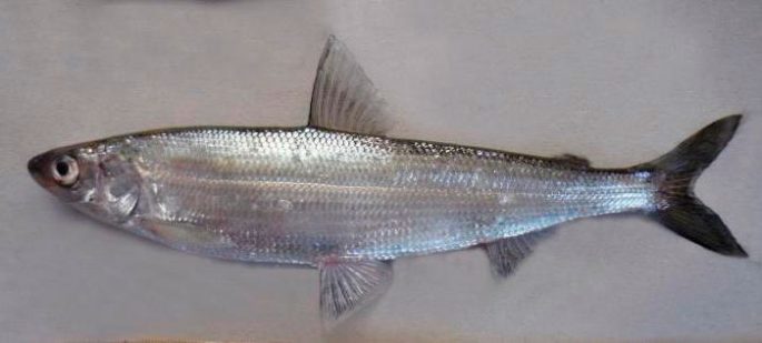 Ripus fish: description, habitat, fishing, cooking recipes