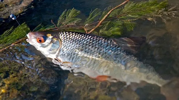 Roach: bait and fishing for roach with a float rod in summer