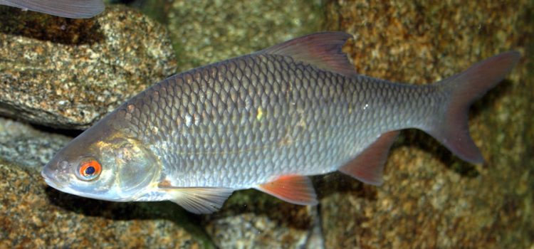 Roach: description of fish, habitat, lifestyle and fishing method