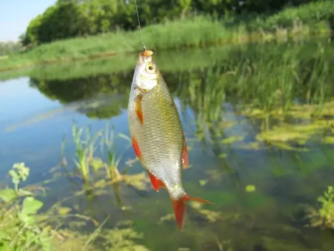 Roach: description of fish, habitat, lifestyle and fishing method