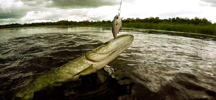 Pike için rulolar: en iyi 10 akılda kalıcı yalpalayıcı, balık tutma hileleri