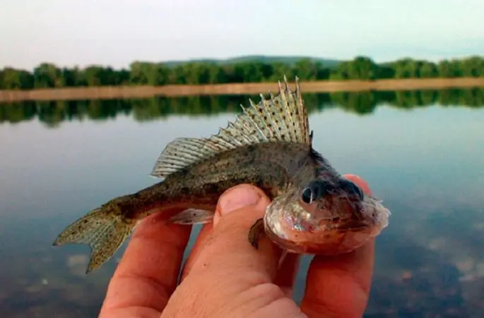 Ruff: a description of the fish, what it looks like, what it bites on, where it lives