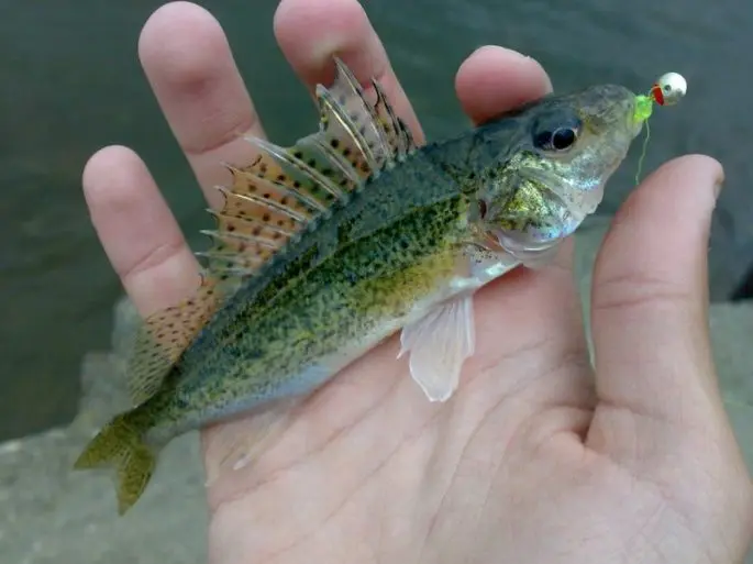 Ruff: a description of the fish, what it looks like, what it bites on, where it lives