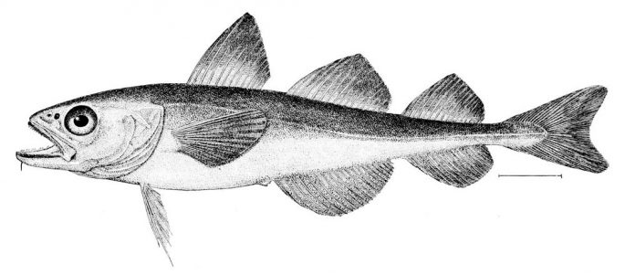 Saika fish: description, where it lives, what it eats, reproduction