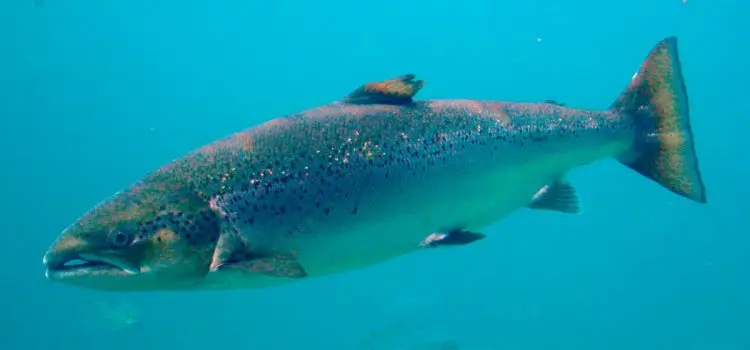 Salmon (Atlantic salmon): a description of the fish, where it lives, what it eats, how long it lives