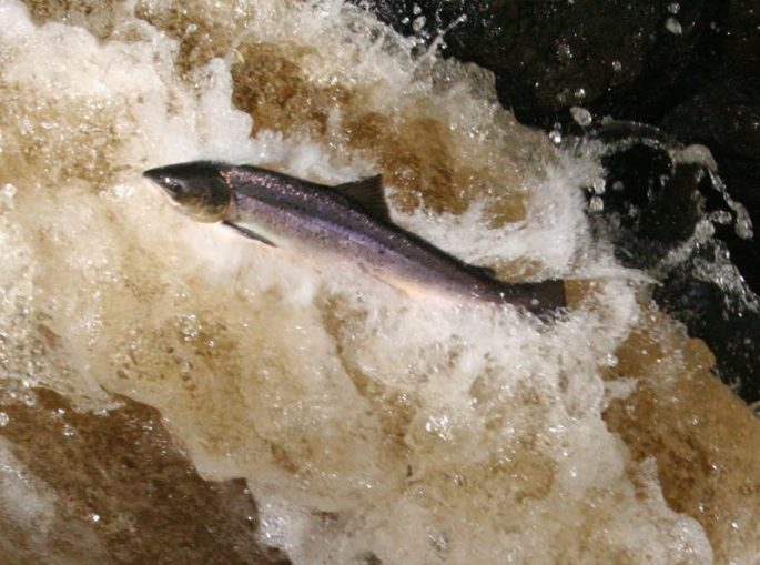 Salmon (Atlantic salmon): a description of the fish, where it lives, what it eats, how long it lives