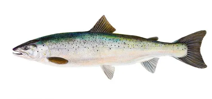 Salmon (Atlantic salmon): a description of the fish, where it lives, what it eats, how long it lives