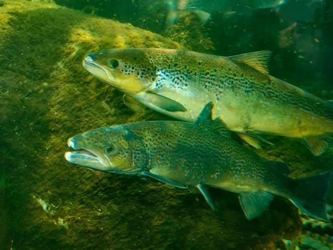 Salmon (Atlantic salmon): a description of the fish, where it lives, what it eats, how long it lives