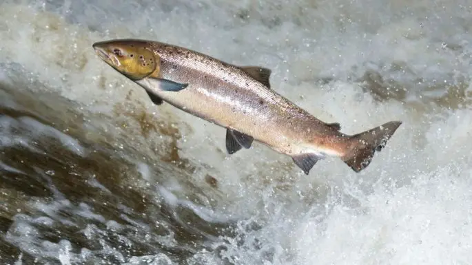 Salmon (Atlantic salmon): a description of the fish, where it lives, what it eats, how long it lives