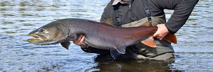 Salmon fish names with photos, species features