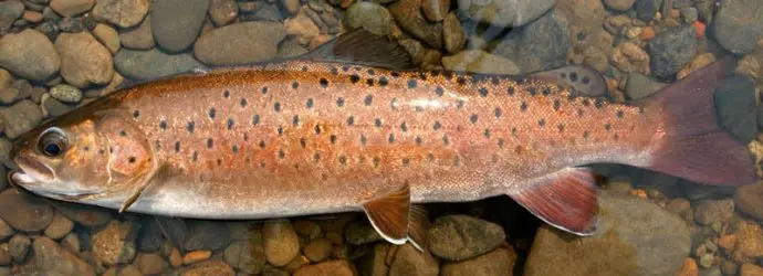 Salmon fish names with photos, species features