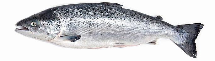 Salmon fish names with photos, species features