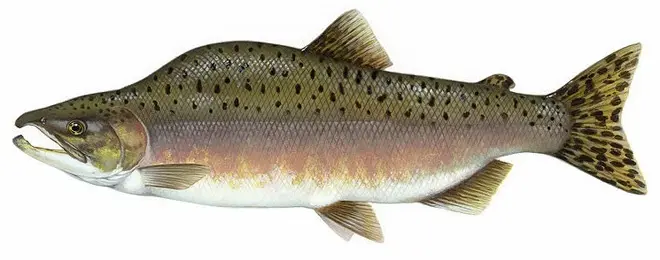 Salmon fish names with photos, species features