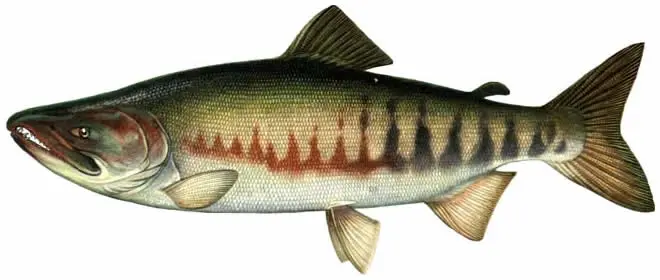 Salmon fish names with photos, species features