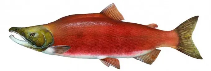 Salmon fish names with photos, species features