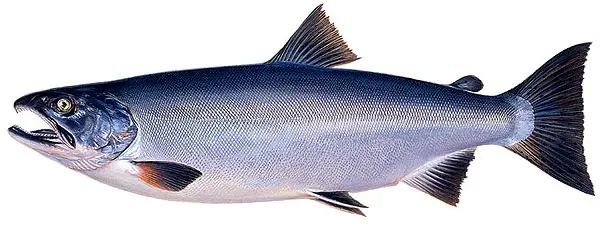 Salmon fish names with photos, species features