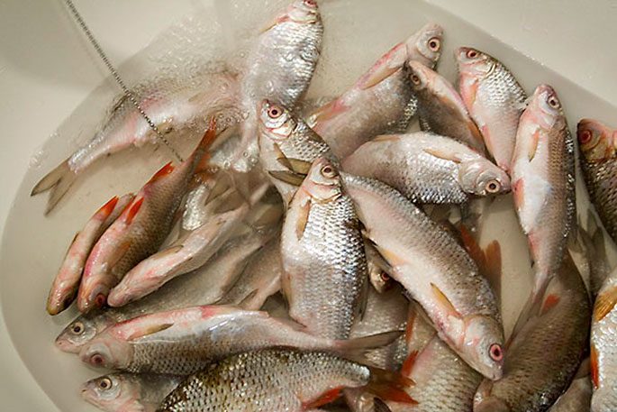 Salting fish at home of different sizes: delicious recipes