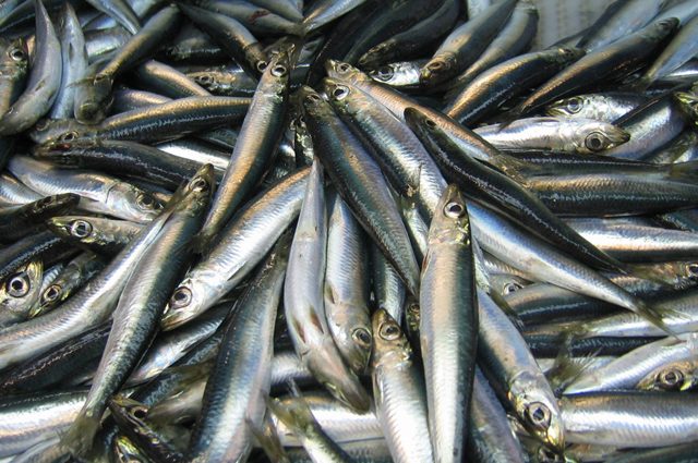 Sea herring: description and methods of catching sea fish herring
