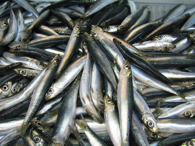 Sea herring: description and methods of catching sea fish herring