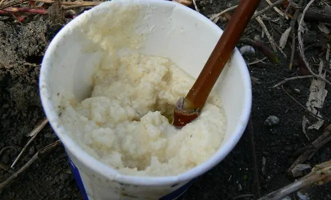 Sesame for crucian carp