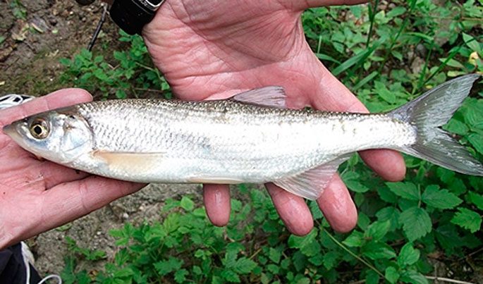 Shamaika fish (royal fish): description, how it looks, catching, fines