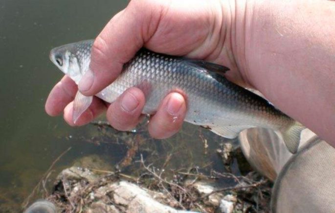 Shamaika fish (royal fish): description, how it looks, catching, fines