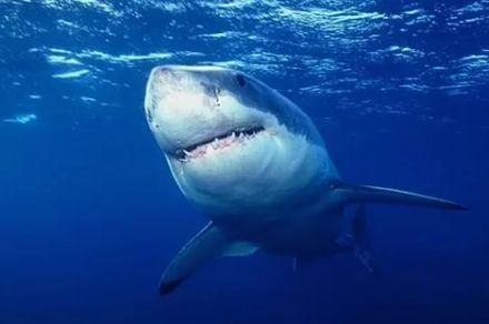 Haifischen: Lebensräume, Köder und Fangmethoden