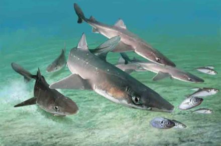 Shark fishing: habitats, lures and fishing methods