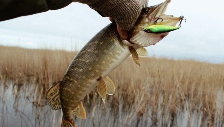 शुका नदी पर मछली पकड़ना: एक शिकारी को ढूंढना, मछली पकड़ने के तरीके और कई तरह के लालच चुनना