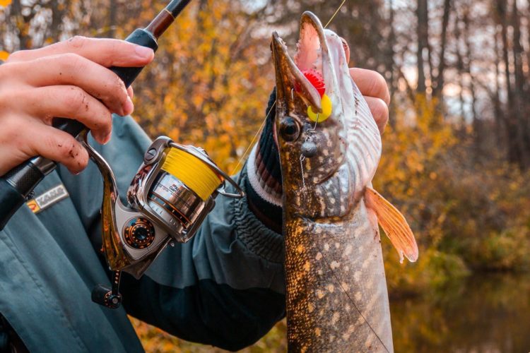 Shuka fishing on the river: finding a predator, choosing fishing methods and a variety of lures
