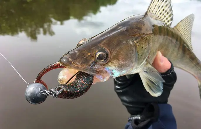 Silicone lures for zander fishing: TOP5, types of equipment