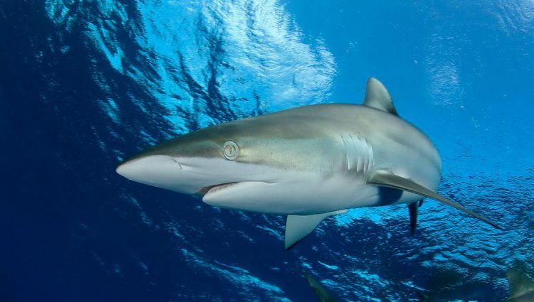 Silk shark: description, where it lives, what it eats, enemies