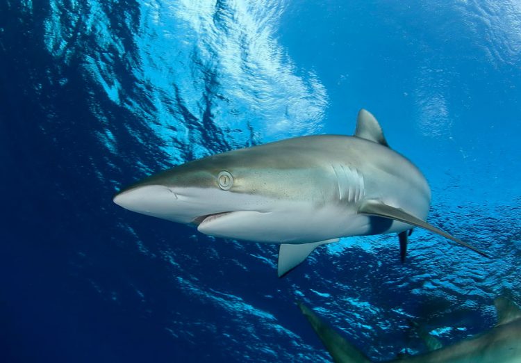 Silk shark: description, where it lives, what it eats, enemies