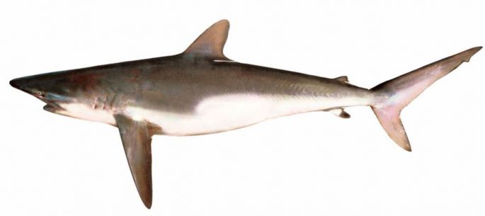 Silk shark: description, where it lives, what it eats, enemies