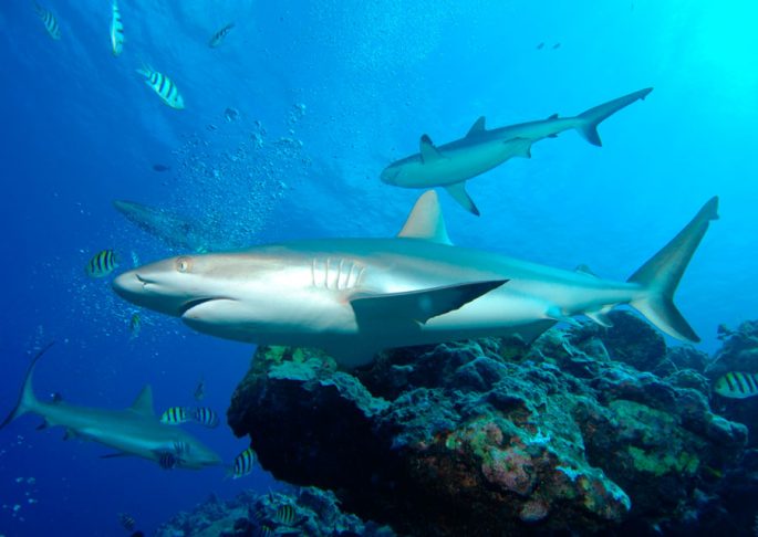 Silk shark: description, where it lives, what it eats, enemies