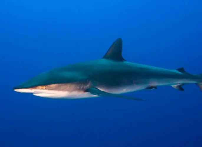 Silk shark: description, where it lives, what it eats, enemies