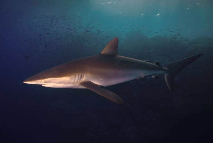 Silk shark: description, where it lives, what it eats, enemies